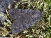 Image oder Bild f&uuml;r Euxoa nigricans, Schwarze Eule, Noctuidae, Falter, Imago