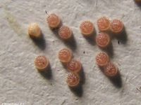 Image oder Bildergebnis f&uuml;r Euplexia lucipara, Gelbfleck-Waldschatteneule, Eier