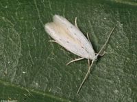 Image oder Bild f&uuml;r Elachista dispunctella, Elachistidae,Grasminiermotten, Mikro, Falter, Imago