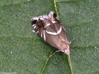 Image oder Bild f&uuml;r Glyphipterix equitella, Glyphipterigidae, Rundstirnmotten, Wippmotten, Mikro, Imago