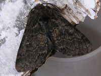 Image oder Bild f&uuml;r Gluphisia crenata, Pappelauen-Zahnspinner, Nachtfalter, Falter, Imago