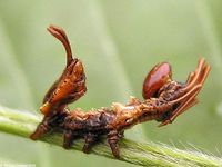 Image oder Bild f&uuml;r Stauropus fagi, Buchenspinner, Zahnspinner, Raupe, Larve